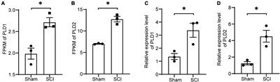 Inhibition of phospholipase D promotes neurological function recovery and reduces neuroinflammation after spinal cord injury in mice